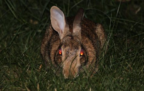 Rabbit staring at camera
